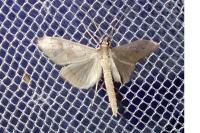 Mecyna asinalis