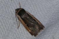 Ochropleura leucogaster
