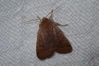 Orthosia cerasi