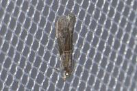 Acrobasis obliqua