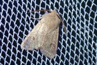 Orthosia cruda
