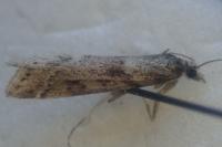 Eudonia angustea