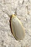 Collita griseola