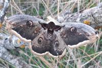 Saturnia pyri