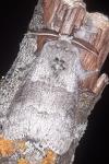Calliteara pudibunda