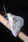 Cilix glaucata