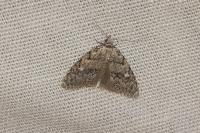 Nola cicatricalis