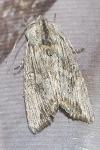 Egira conspicillaris