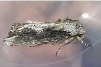 Egira conspicillaris