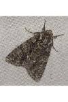 Acronicta rumicis