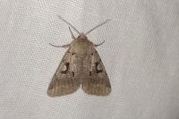 Orthosia gothica
