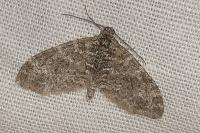 Lobophora halterata