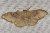 Idaea degeneraria