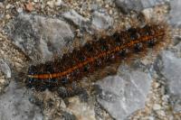 Spiris striata