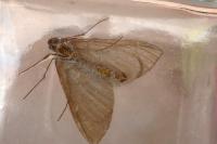 Aplocera plagiata