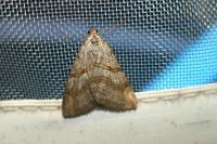 Aplocera plagiata
