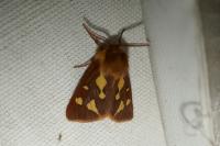 Arctia testudinaria
