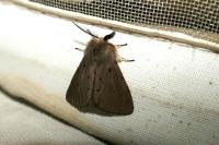 Diaphora mendica
