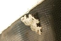 Xanthorhoe fluctuata