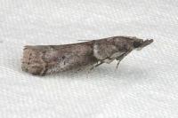 Acrobasis obliqua