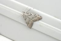 Nola thymula thymula