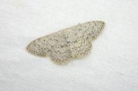 Scopula marginepunctata