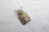 Spudaea ruticilla