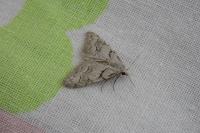 Nola thymula thymula