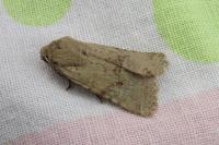 Spudaea ruticilla