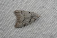 Nola thymula thymula