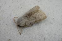 Perigrapha rorida