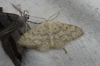 Scopula marginepunctata