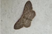 Idaea seriata