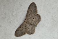 Idaea seriata
