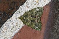 Chloroclysta siterata