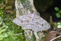 Ectropis crepuscularia