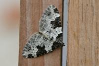 Xanthorhoe fluctuata