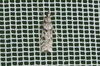 Eudonia angustea
