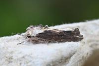 Egira conspicillaris