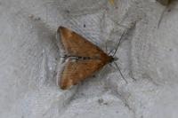 Pyrausta despicata