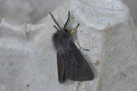 Diaphora mendica