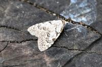 Nola confusalis
