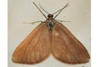Minoa murinata
