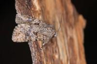 Anarta pugnax