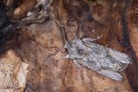 Egira conspicillaris