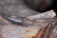 Megasis rippertella