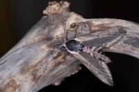 Sphinx ligustri