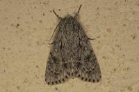 Acronicta aceris