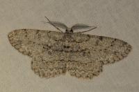 Hypomecis punctinalis