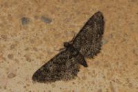 Eupithecia cocciferata